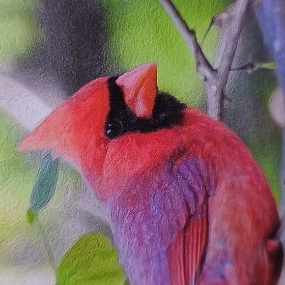 4x6 Red‎ Cardinal Bird on a Limb Art Print - Picture 3 of 4